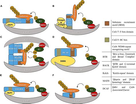 cullin ring ligase